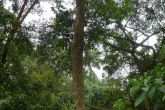 Castanopsis