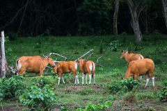 Banteng